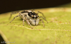 Pseudicius africanus