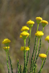 Chrysocoma esterhuyseniae