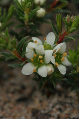 Diosma aspalathoides