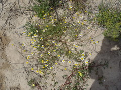 Foveolina tenella