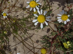 Foveolina tenella