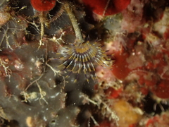 Sabella discifera