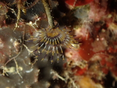 Sabella discifera