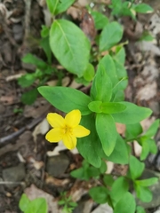 Lysimachia cousiniana