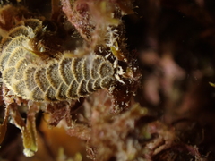 Harmothoe areolata