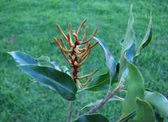 Faurea macnaughtonii