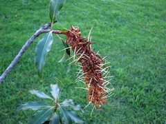 Faurea macnaughtonii