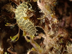 Harmothoe areolata