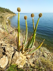 Allium altaicum
