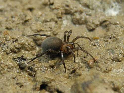 European Water Spider
