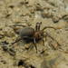 European Water Spider - Photo (c) Daniele Seglie, some rights reserved (CC BY-NC), uploaded by Daniele Seglie