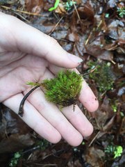 Ulota obtusiuscula