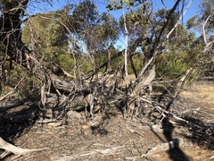 Eucalyptus incrassata