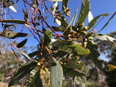 Eucalyptus incrassata