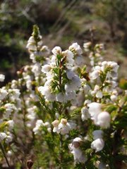 Erica margaritacea