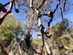 Eucalyptus incrassata