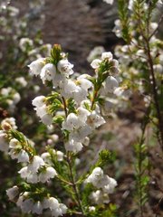 Erica margaritacea