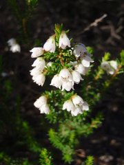Erica margaritacea