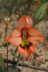 Gladiolus meliusculus