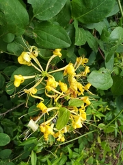 Lonicera etrusca