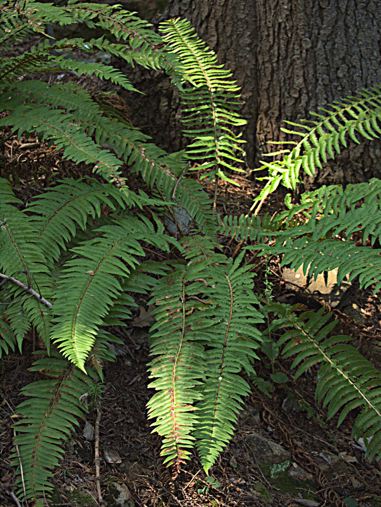 Polystichum californicum × munitum