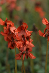 Indigofera procumbens