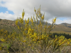 Aspalathus sceptrum-aureum