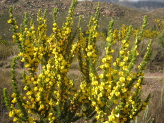 Aspalathus sceptrum-aureum