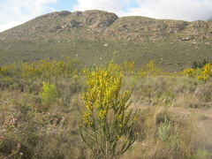 Aspalathus sceptrum-aureum