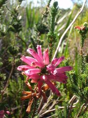 Erica verticillata