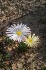 Lampranthus reptans