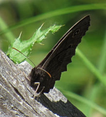 Cercyonis sthenele