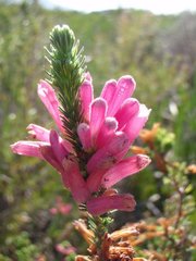 Erica verticillata