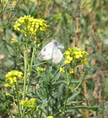 Pontia occidentalis