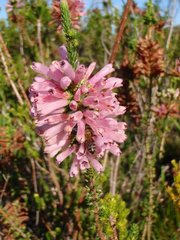 Erica verticillata