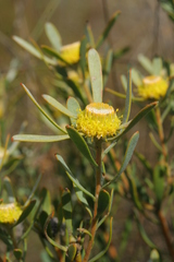 Leucadendron cinereum