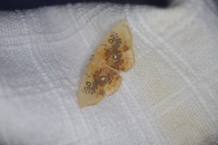 Cyclophora albiocellaria