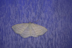 Scopula caricaria