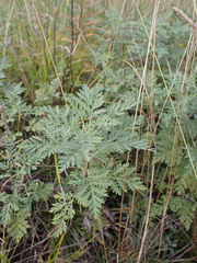 Artemisia messerschmidtiana