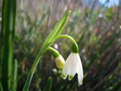 Leucojum