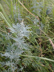 Artemisia messerschmidtiana