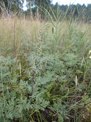 Artemisia messerschmidtiana