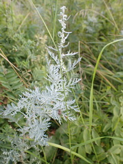 Artemisia messerschmidtiana