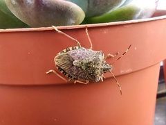Halyomorpha halys