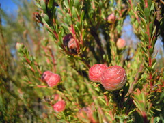 Leucadendron levisanus
