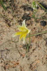 Gladiolus trichonemifolius