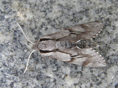 Sphinx maurorum