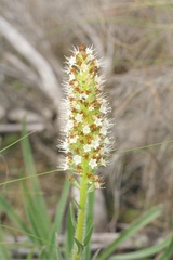 Echiostachys incanus