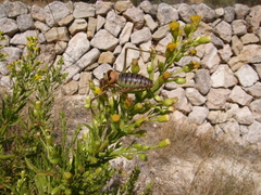 Parasteropleurus perezii