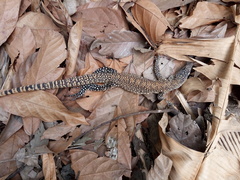 Callopistes flavipunctatus